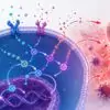 CNR e Stanford identificam proteína que age como "sensor" da inflamação na psoríase