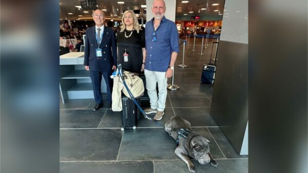 Geppino, Sharpei de 13 anos e 29 quilos, viajou na cabine de um voo da ITA Airways entre Palermo e Milão | Foto: reprodução/RaiNews
