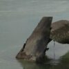 Seca no Danúbio expõe navios afundados pela Alemanha nazista em 1944