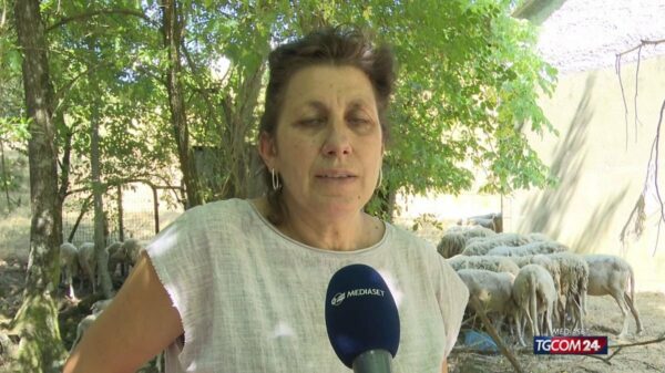 Pastora é atacada por lobos na Itália e cães a salvam
