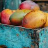Mangas produzidas na Sicília, onde o cultivo de frutas tropicais vem ganhando espaço nos últimos anos.