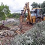 Xylella chega à Calábria e infecta 7 oliveiras na província de Reggio