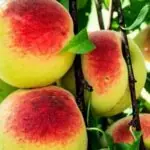 Aldeia de Piozzo cultiva 660 variedades de abóbora no Piemonte