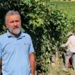 Vinícola das Langhe usa raios ultravioleta nas videiras contra o calor