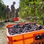 Vindima mais precoce do século na Itália promete vinho de alta qualidade