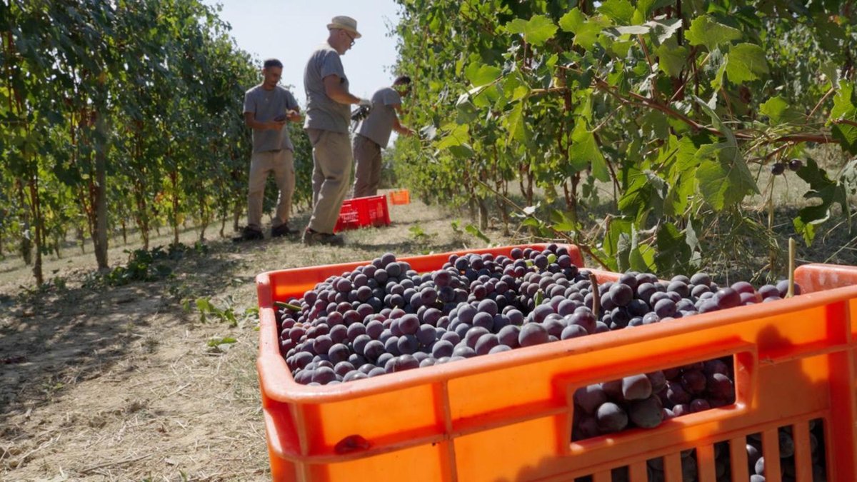 Vindima mais precoce do século na Itália promete vinho de alta qualidade